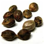 Семена марихуаны АК-47 (Seeds AK-47) в Черкесске Семена марихуаны АК-47 (Seeds AK-47) в Черкесске